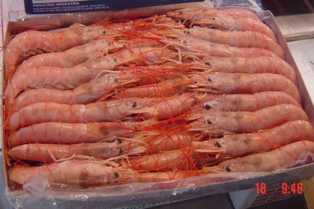 Red Shrimps, Sea and Landfrozen, Pleoticus Muelleri